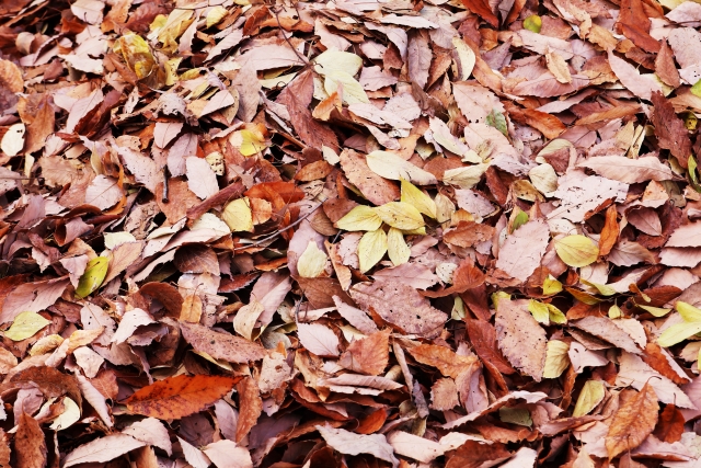 みどう俳壇2026年1月の特選句（森田純一郎選）