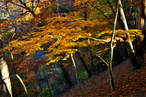 みどう俳壇2025年12月の特選句（石川多歌司選）