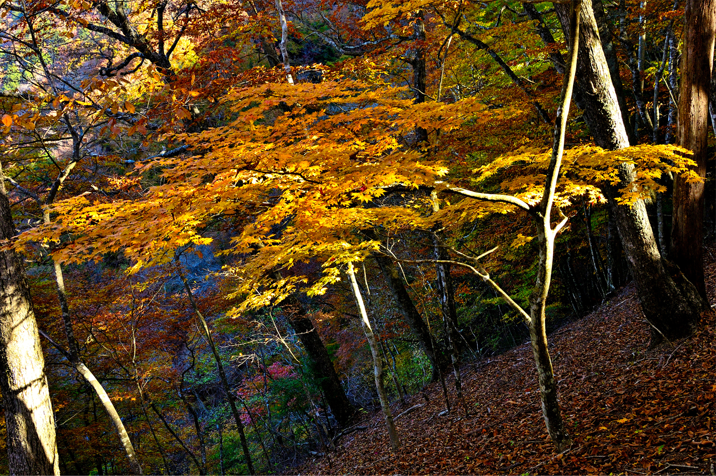 みどう俳壇2025年12月の特選句（石川多歌司選）